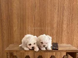 Teacup Maltese Terrier Bebekler