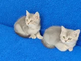 YENİ YUVASINA GİTMEYE HAZIR  BRİTİSH PONÇİKLER