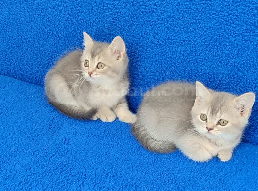 Yeni̇ Yuvasina Gi̇tmeye Hazir  Bri̇ti̇sh Ponçi̇kler