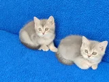 Yeni̇ Yuvasina Gi̇tmeye Hazir  Bri̇ti̇sh Ponçi̇kler
