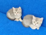 Yeni̇ Yuvasina Gi̇tmeye Hazir  Bri̇ti̇sh Ponçi̇kler