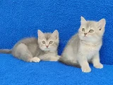Yeni̇ Yuvasina Gi̇tmeye Hazir  Bri̇ti̇sh Ponçi̇kler
