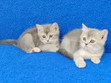 Yeni̇ Yuvasina Gi̇tmeye Hazir  Bri̇ti̇sh Ponçi̇kler