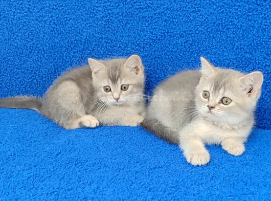 Yeni̇ Yuvasina Gi̇tmeye Hazir  Bri̇ti̇sh Ponçi̇kler görsel