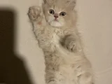 Safkan British Longhair 2 Buçuk Aylık