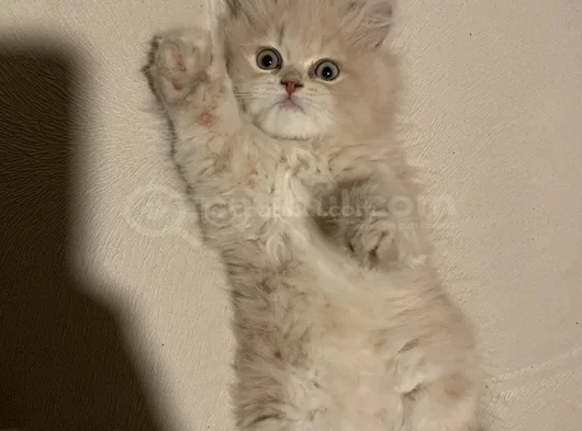Safkan British Longhair 2 Buçuk Aylık görsel