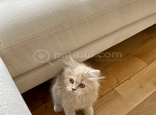 Safkan British Longhair 2 Buçuk Aylık görsel