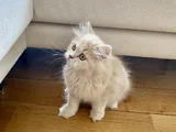 Safkan British Longhair 2 Buçuk Aylık