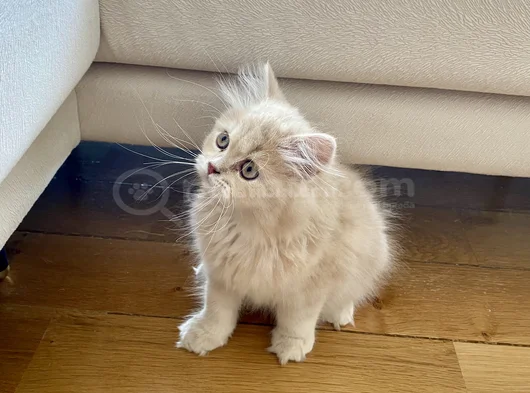 Safkan British Longhair 2 Buçuk Aylık görsel