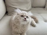 Safkan British Longhair 2 Buçuk Aylık