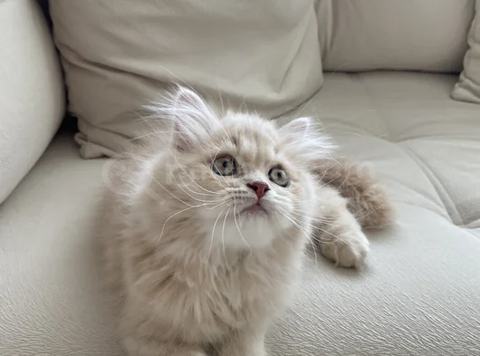Safkan British Longhair 2 Buçuk Aylık görsel