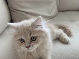 Safkan British Longhair 2 Buçuk Aylık