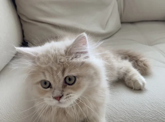 Safkan British Longhair 2 Buçuk Aylık
