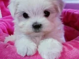 Maltese Terrier Sıfır Numara Büyümeyen Bebeklerim