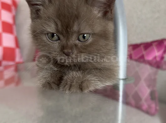 Nadir Bulunan Cinnamon British Shorthair görsel