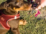 Yavru Doberman Yuva Arıyor