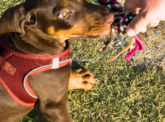 Yavru Doberman Yuva Arıyor görsel