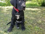Merle Ve Black Danua
