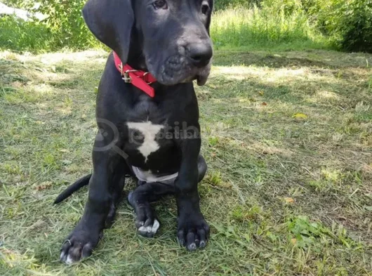Merle Ve Black Danua görsel