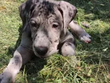 Merle ve black Danua