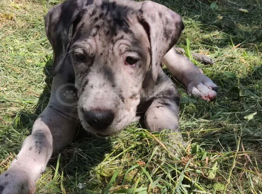 Merle Ve Black Danua