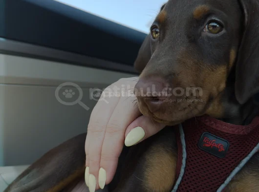 Yavru Doberman Yuva Arıyor görsel