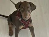 Yavru Doberman Yuva Arıyor