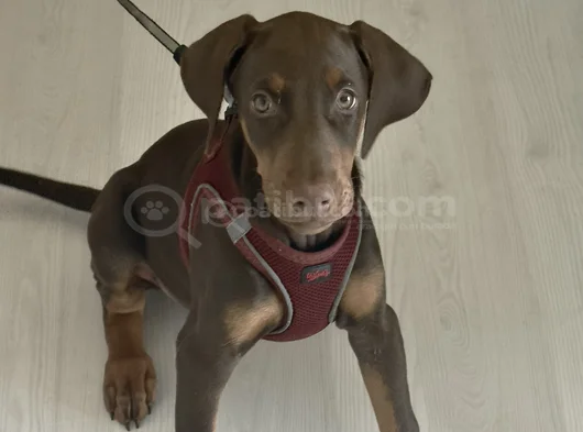 Yavru Doberman Yuva Arıyor