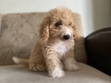 Toy poddle 3 Aylık 