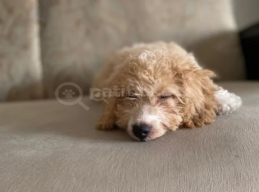 Toy Poddle 3 Aylık  görsel