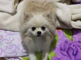 Pomerian anne - baba