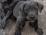 Safkan scrli Aa cane corso