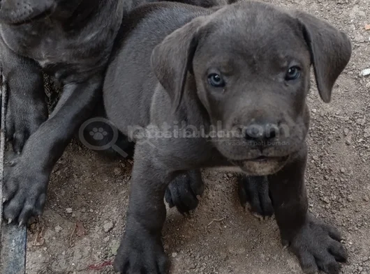 Safkan Scrli Aa Cane Corso