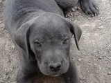 Safkan Scrli Aa Cane Corso