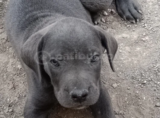 Safkan Scrli Aa Cane Corso görsel