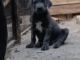 Safkan Scrli Aa Cane Corso