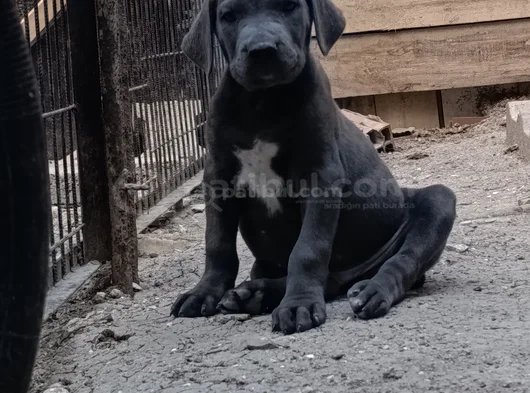 Safkan Scrli Aa Cane Corso görsel