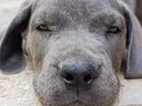 Safkan Scrli Aa Cane Corso