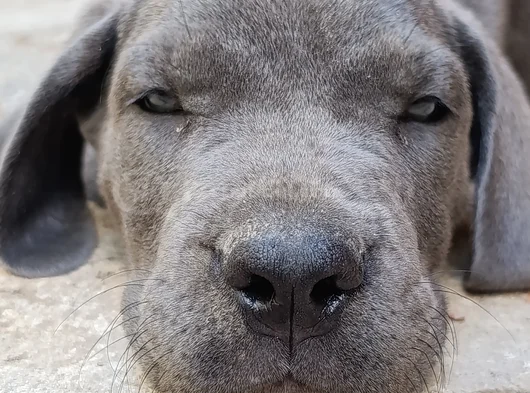 Safkan Scrli Aa Cane Corso görsel