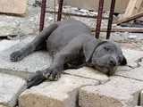 Safkan Scrli Aa Cane Corso