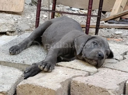 Safkan Scrli Aa Cane Corso görsel