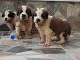 St Bernand