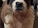 St Bernand