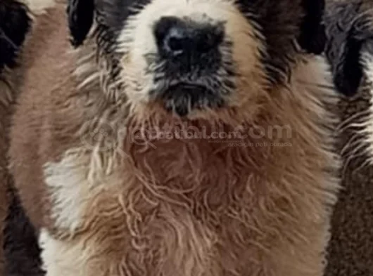 St Bernand görsel