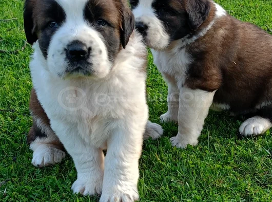 St Bernand görsel