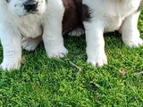 St Bernand