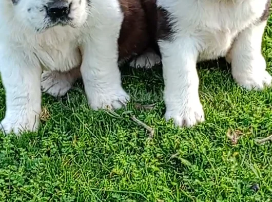 St Bernand görsel