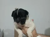 Son 3 Erkek French Buldog Yavrumuz