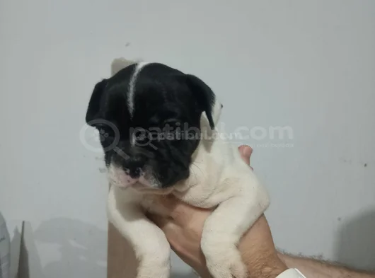 Son 3 Erkek French Buldog Yavrumuz görsel
