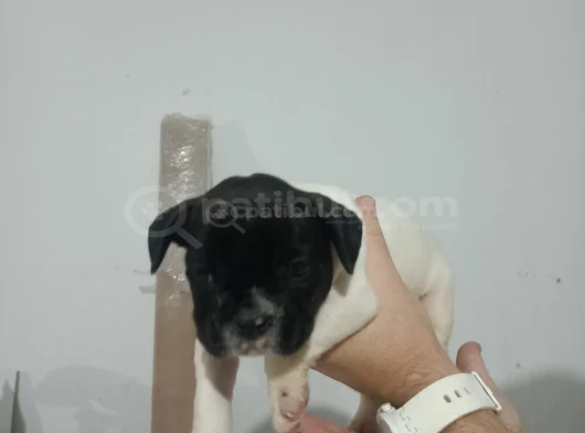 Son 3 Erkek French Buldog Yavrumuz görsel